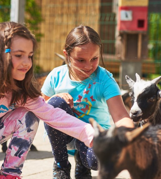 The little goats in the petting zoo are always looking forward to your visit