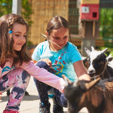 The little goats in the petting zoo are always looking forward to your visit